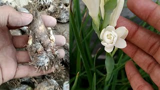 How to Grow and Care Double Tuberose Bulb With Updates  Rajnigandha  Polianthes Tuberosa [upl. by Luckett]