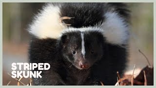 Skunk sounds  learn skunk noises Mephitis mephitis [upl. by Annod]