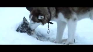 Sadest scene from Eight Below [upl. by Htebazileyram909]