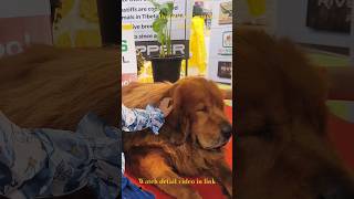 Ultimate pet expo doglover petopia pets [upl. by Lisandra]