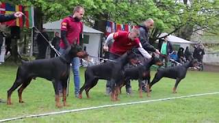 CHAMPION CUP 2019 SPECIAL DOBERMANN SHOW 12 [upl. by Dixie]