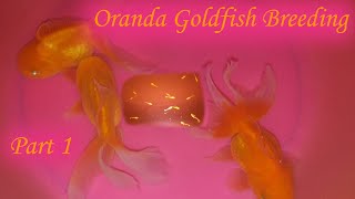 Oranda Goldfish Breeding Part 1  Simple Goldfish Breeding Setup  Oranda Goldfish Laying Eggs [upl. by Neddie]