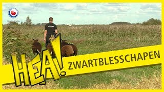 HEA Wiepke Lam en zijn schapen [upl. by Det]