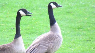 Canada Geese HONKING DOG Alarm Call [upl. by Yasu]