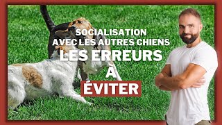 La socialisation chez le chien  les erreurs de dressage classique à éviter [upl. by Lamdin314]