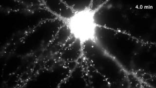 GFPactin in dendritic spines [upl. by Runkle146]