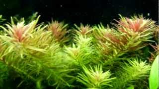 Limnophila Aromatica  Rice Paddy Herb [upl. by Aseek]