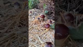 Growing Wine Caps in the South West  Gardening with Mushrooms [upl. by Eleda191]