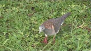 Barshouldered Dove Geopelia humeralis 21 Jan 2012 [upl. by Cristabel]