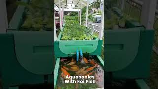 🌿🐟 Simple Yet Amazing Aquaponics Farming with Koi Fish 🌿🐠 [upl. by Eelyac]