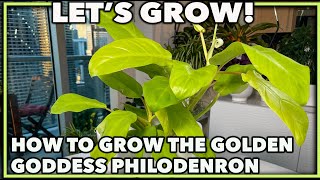 HOW TO GROW GOLDEN GODDESS PHILODENDRON Lemon Lime Philodendron A complete house plant guide [upl. by Anneh]