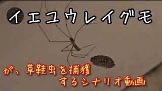 イエユウレイグモPholcus phalangioidesが草鞋虫を捕らえるシナリオ動画です‼️【BruggeBelgium05Octobre24】 [upl. by Brewer]