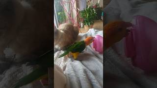 Felixcharotchat chaton parrots miniparrot caiques oiseau  Exotic cats persan 🦜😻 [upl. by Rives]