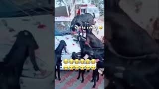 Koi to rok lo 😅😅😅😅 funny tagcomedy comedy tagfunny [upl. by Saleme137]