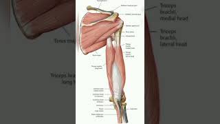 Upper limb muscle anatomy [upl. by Graehme]