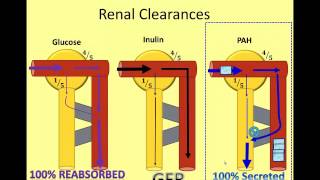 The Nephron in Numbers A Video of Renal Clearance [upl. by Ailemak]