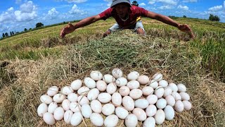 WOW Farmers pick a lot of duck eggs in the field under the straw [upl. by Garnett]