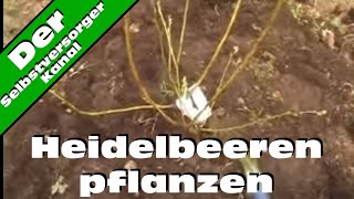 Heidelbeeren im Garten die einfache Methode [upl. by Bernat]