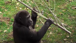 Voeding en welzijn in het dierenrijk  Burgers Zoo Natuurlijk  Arnhem [upl. by Akanke]