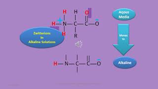 Amphoteric properties of Proteins and amino acids [upl. by Githens]