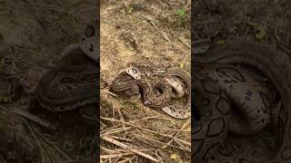 highly Venomous snakes releasingviralvideotrendingwildlifeyoutubeanimalsfarmingworld [upl. by Pul]