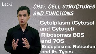 Smooth and Rough Endoplasmic ReticulumRibosomes and Cytplasm all in detail Class 11 Ch1 Biology [upl. by Mackay88]