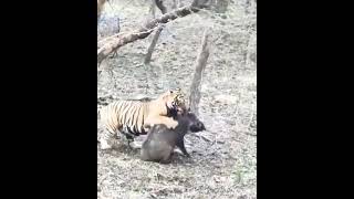 Tiger Catch wilboar in Ranthambore National Park wildlife hunting tiger shorts shortfeed [upl. by Bucher102]