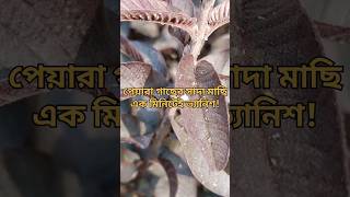 পেয়ারা গাছের সাদা মাছি এক মিনিটে ভ্যানিশসাদামাছি insect viralshorts insecticide biprogarden [upl. by Ellie]