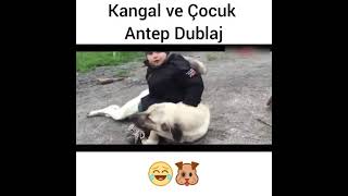 Köpeği Rahat Bırakmayan Bebek Antep Dublaj [upl. by Nnalorac]