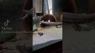 Alligator Gar vs Bichir for food shorts fyp foryou fishtok [upl. by Orag]