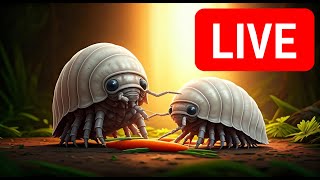 Live Stream  Isopods grazing on a carrot [upl. by Chaves]