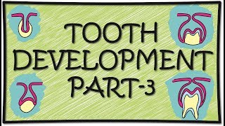 Tooth development odontogenesis part 3 [upl. by Abramson]