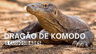 Dragão de Komodo  5 Curiosidades [upl. by Vogel]