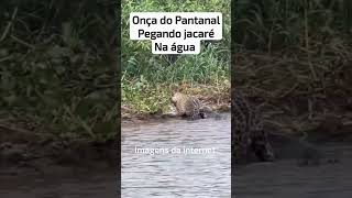 onça pegando jacaré gigante no Pantanal [upl. by Selim]