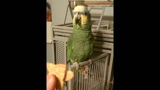 Pepitoorange winged Amazon and the cookie [upl. by Shirlene]