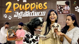 2 Puppies వెళ్లిపోయాయి 😢  Shih Tzu Puppies  Lasya Talks [upl. by Gottlieb]