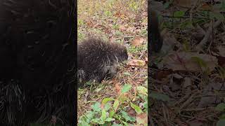 BABY PORCUPINE nature outdoors4adventure adventuretravel snake natgeoadventure wildlife [upl. by Laius655]