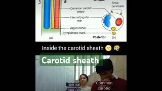 carotid sheath anatomy mbbsmedicos neet ug neet pgtricks to remember ✨💫🏥Sudarshanlipane177 [upl. by Sancha849]