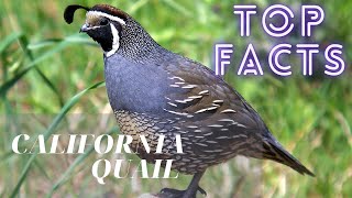 California Quail facts 🐥 California Valley Quail 🐣 Valley Quail 🐥 State Bird of California 🇺🇸 [upl. by Rube]