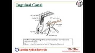 Anatomy of Inguinal Region and Hernias [upl. by Gaven]