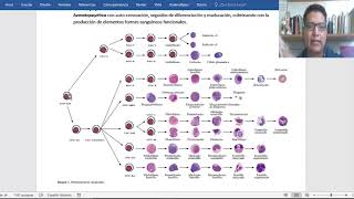 HEMATOPOYESIS [upl. by Fidellas329]