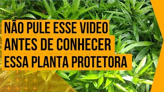 A PLANTA QUE VAI TE PROTEGER EM TODOS OS SENTIDOS QUEBRADEMANDA [upl. by Gunter]