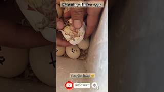 hatching Chicken eggs in incubator egg incubator birds chicken [upl. by Hankins522]