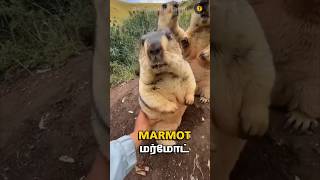 ஏன் இது கத்தி ஊரைக் கூப்பிடுது  Why Marmots screaming loud  Animaltube Tamil [upl. by Markiv]