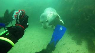 Farne Islands October 2016 [upl. by Prestige]