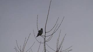 ヒレンジャクの鳴き声、群れ apanese Waxwing （Bombycilla japonica） flock calls [upl. by Schifra825]