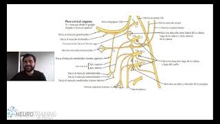 ANATOMIA PLEXO CERVICAL [upl. by Cristionna854]