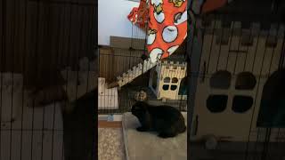 LotusBinkys bunny rabbit binky funny cute baby [upl. by Ioj]