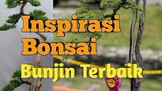 68 Inspirasi Bonsai Gaya Bunjin Gaya Literati [upl. by Baxter]