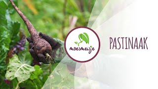 Pastinaak kweken van zaaien tot oogsten  Pastinaak zaaien in de moestuin [upl. by Ballard]